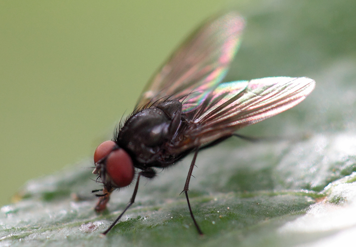 Muscidae?